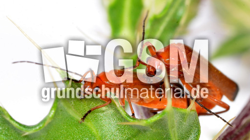 Roter Weichkäfer_8.jpg